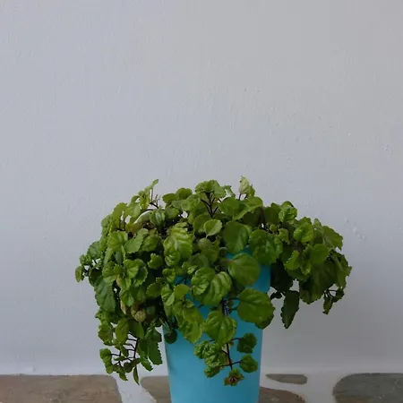 Appartement Helen's Minimal & *