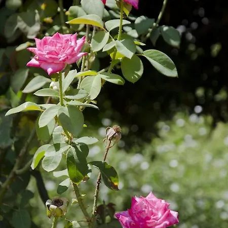 Helen's Minimal & * Alikí