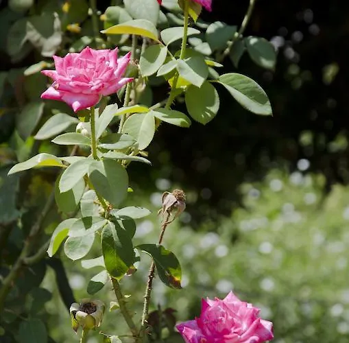 Helen's Minimal & * Alikí