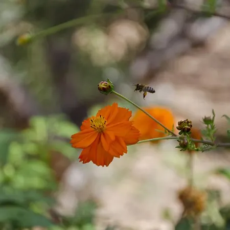 Helen's Minimal & Appartement Alikí