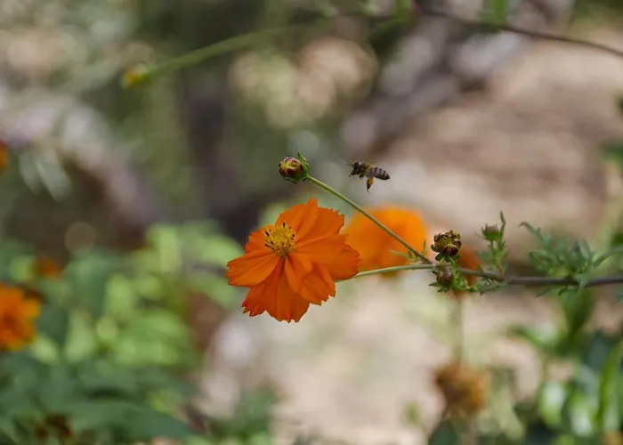 Helen's Minimal & Apartment Alikí